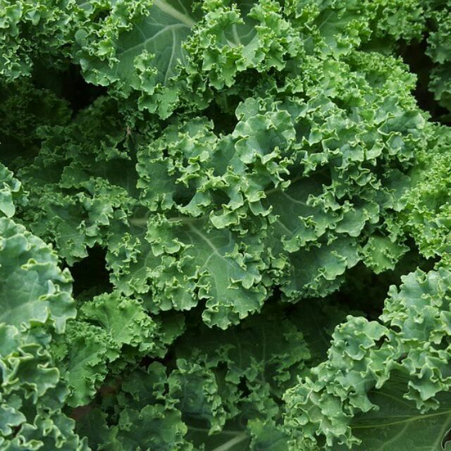 Kale Green Seeds/Leafy vegetables Shopee Philippines