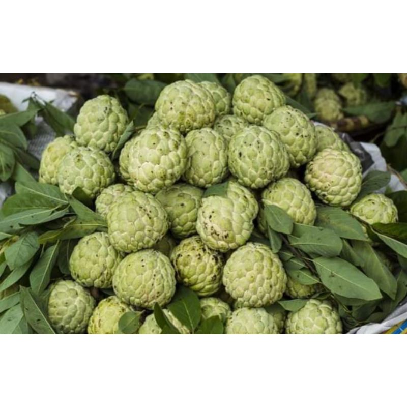 Atis Seeds for planting | Shopee Philippines