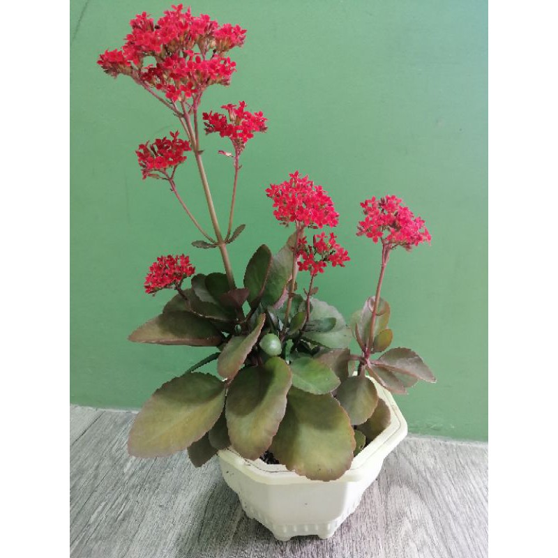 Kataka Taka Live Plant With Flower Sale Shopee Philippines