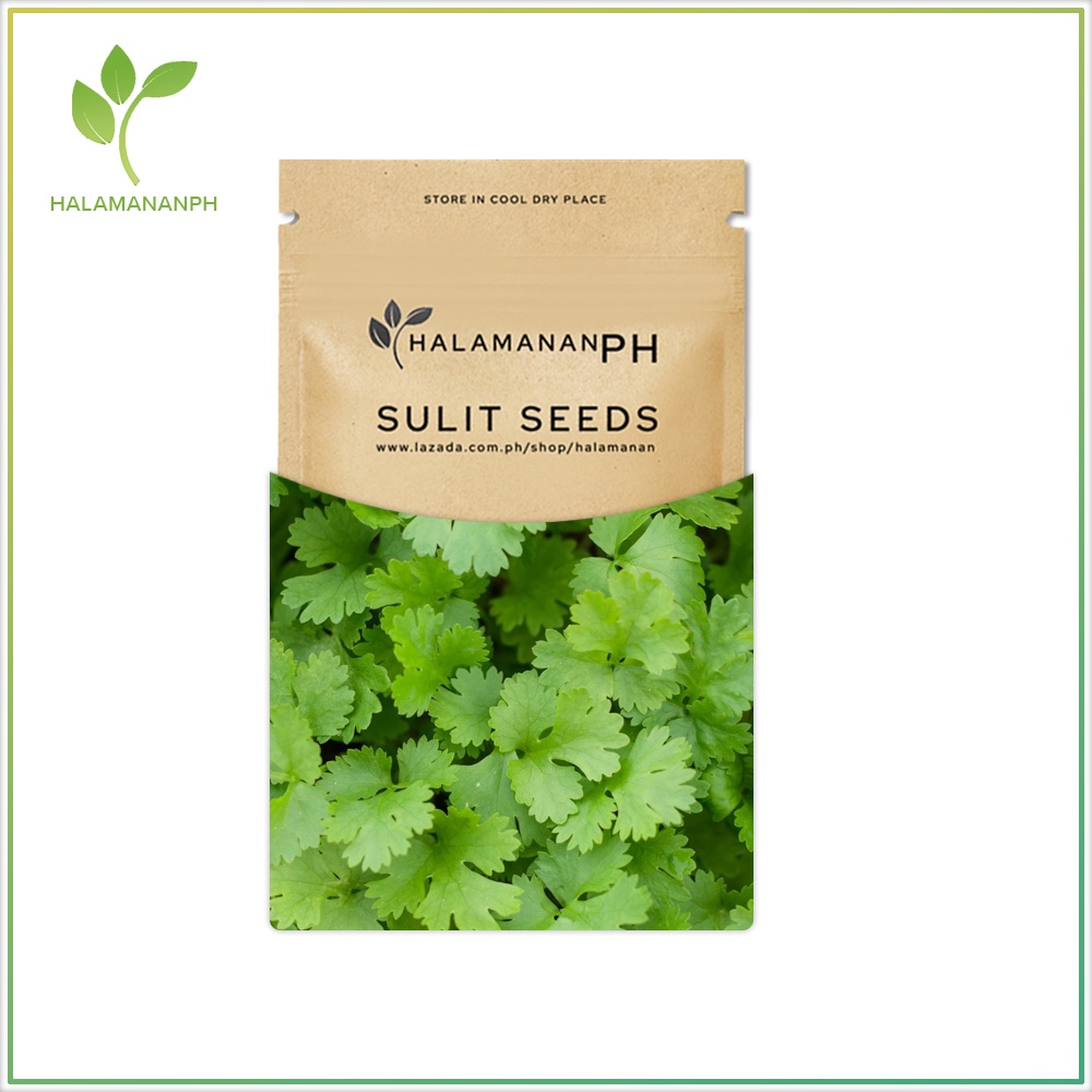 CORIANDER CILANTRO WANSOY VEGETABLE SEEDS SULIT SEED PACK