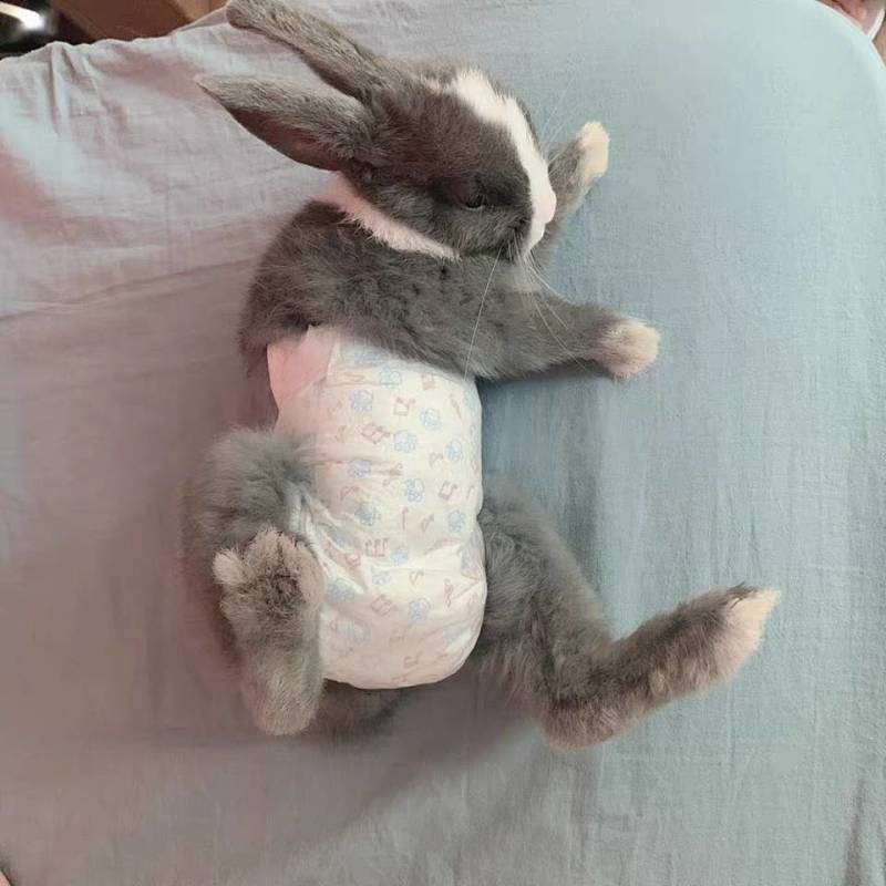 Rabbit Diapers Small Rabbit Pet Diapers Shit Diaper Cover Butt Wear