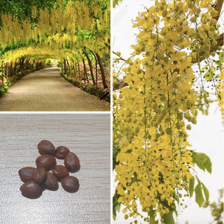 Golden Shower Tree Yellow Tree Seeds Shopee Philippines