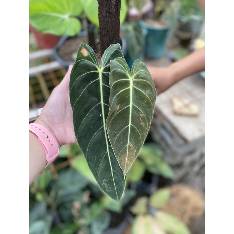 Philodendron Melanochrysum Shopee Philippines