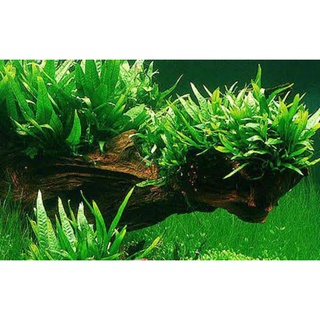 Microsorum Pteropus Java fern Mini/Regular lowtech aquatic plants ...