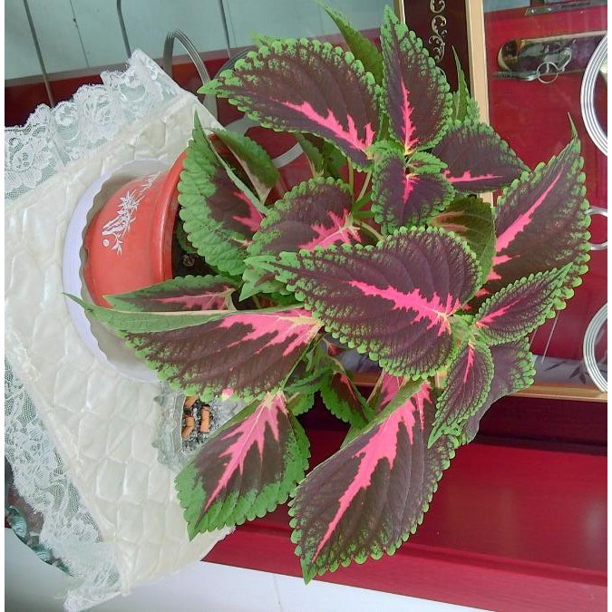 100 seedsplantseed/pack Coleus seeds bonsai flower seeds