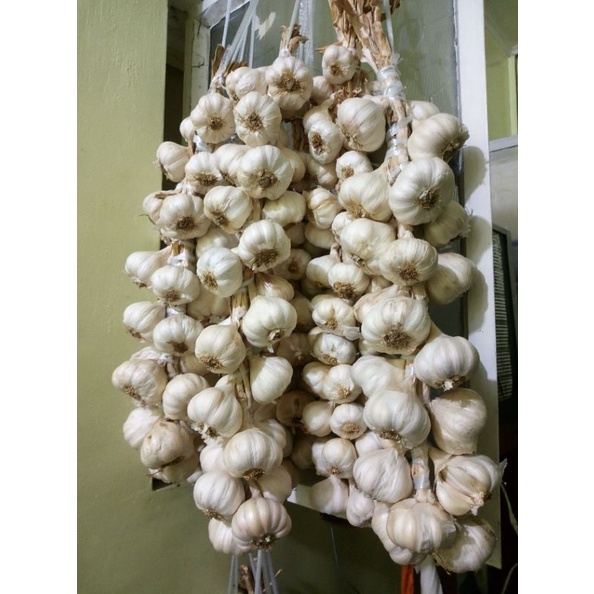 native garlic, bawang tagalog 500g Shopee Philippines