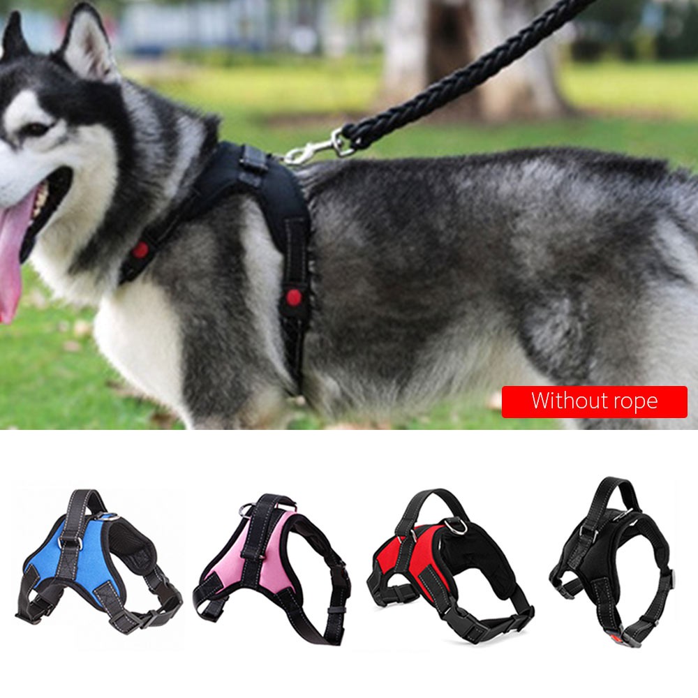 dog leash without collar