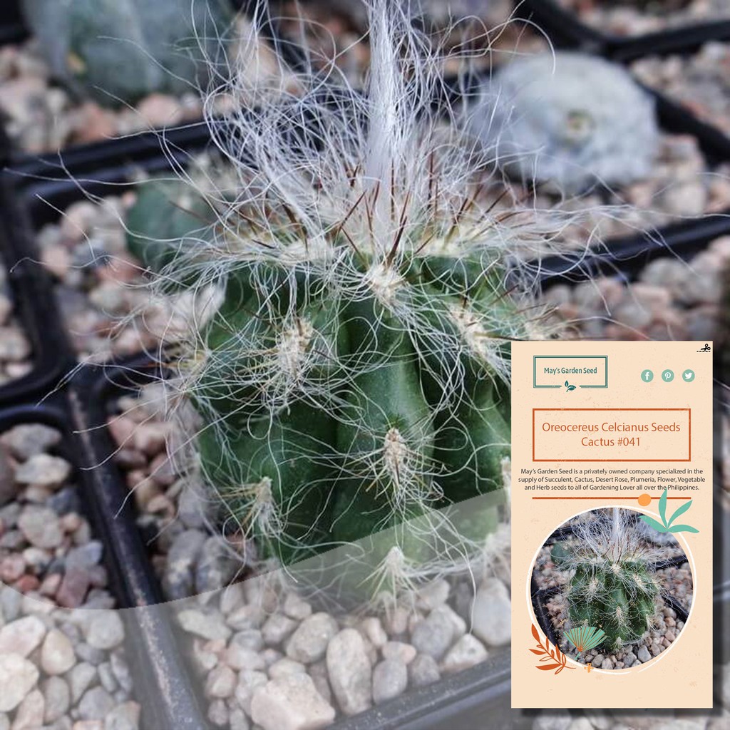 Oreocereus Celcianus Seeds Cactus Seeds Variety 041 Shopee Philippines