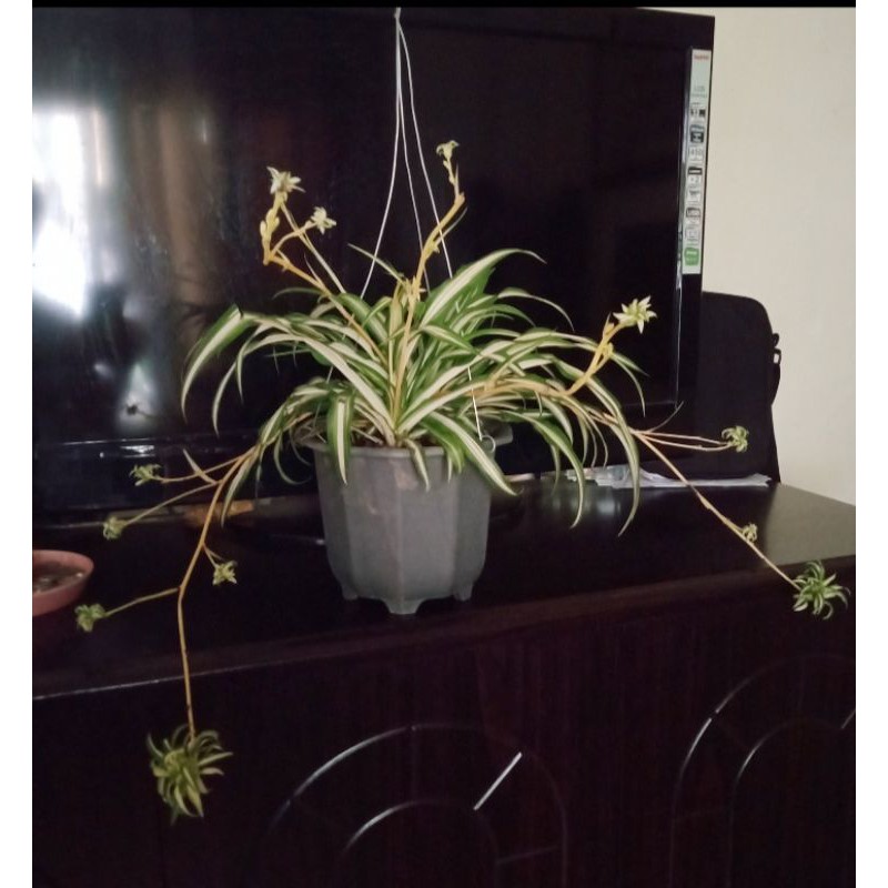 Spider Plant with spiderlings in a Hanging Pot Shopee Philippines