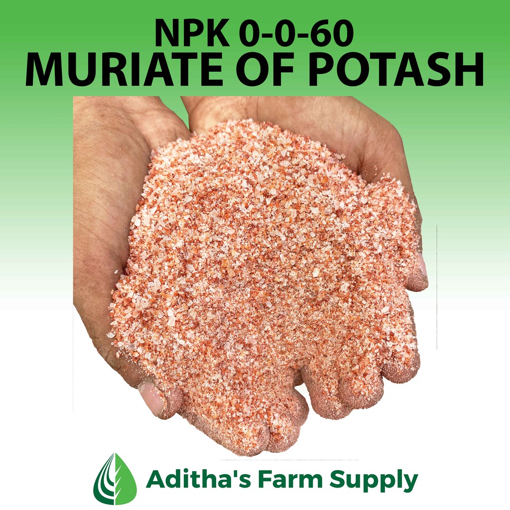 Muriate of Potash (NPK 0060) 200 grams/1 kilo Shopee Philippines