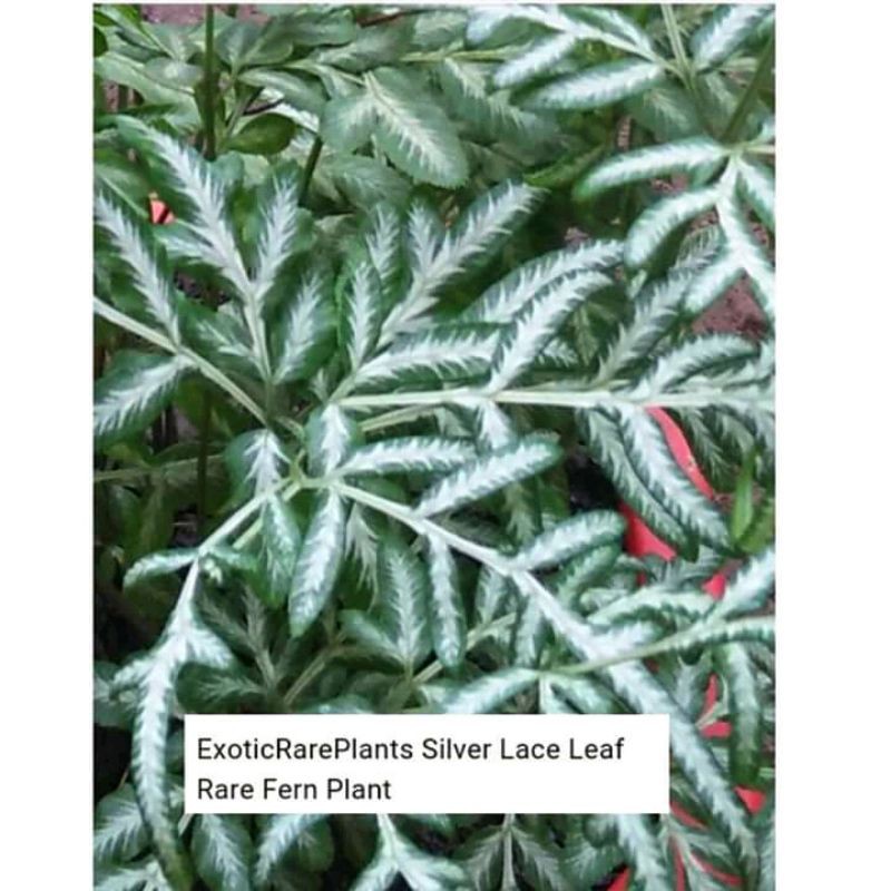 Silver Lace Fern Pteris Ensiformis Evergemiensis Shopee Philippines