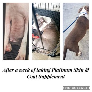 Platinum All Breed Premium Skin & Coat Dog Food Supplement #9