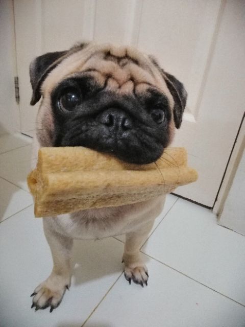 dentastix twice weekly large