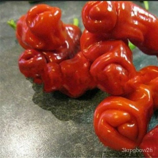 【Vegetable SeedsS043】Peter Pepper~~Very Spicy，Perennial Pepper Varieties，Planting Method Is No Diffe