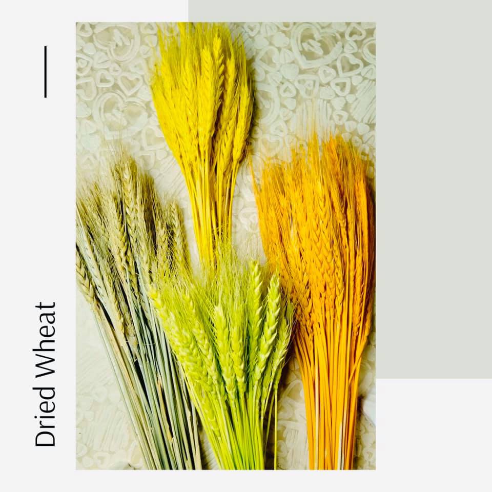 Wheat (Dried Flowers) Shopee Philippines