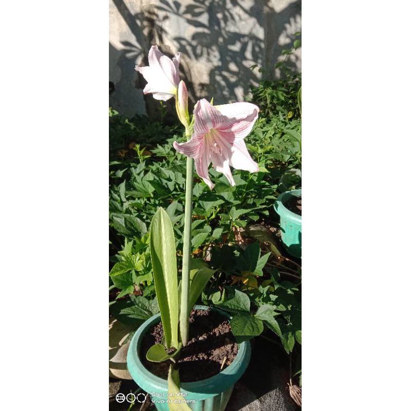 amaryllis lily (Lirio) no flowers yet | Shopee Philippines