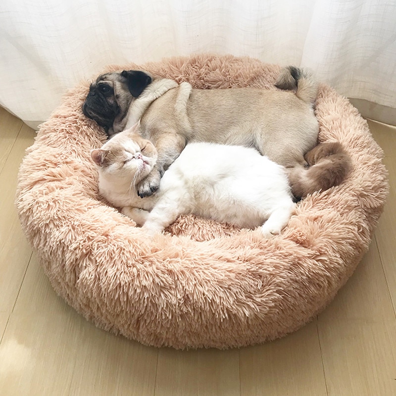 shop dog beds