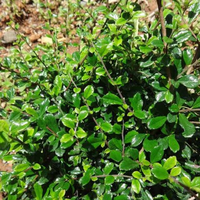 COD Wild Tea/Tsaang Gubat Cuttings | Shopee Philippines