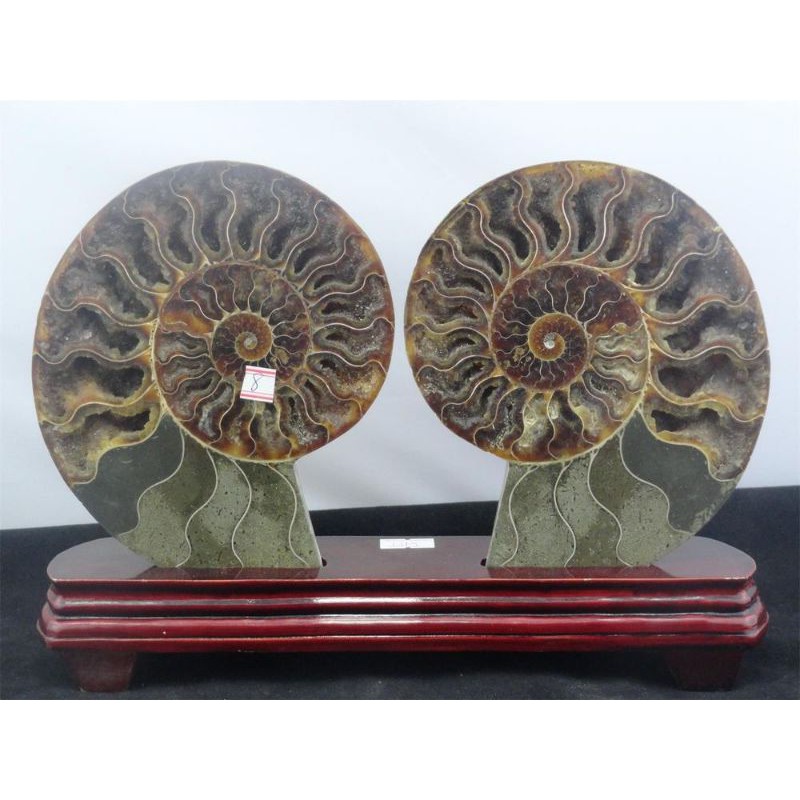 Ammonite fossil stone set with wood stand(big size) | Shopee Philippines
