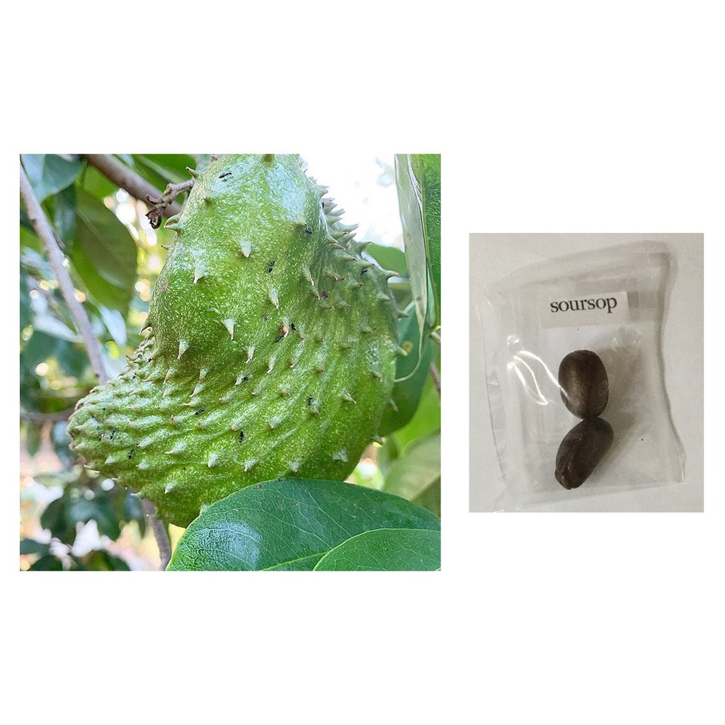 Soursop Guyabano Fruit Tree Seeds Shopee Philippines