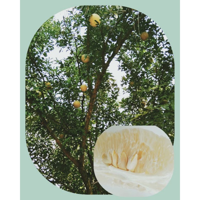 Fresh Suha / Pomelo (White) per kilo Shopee Philippines