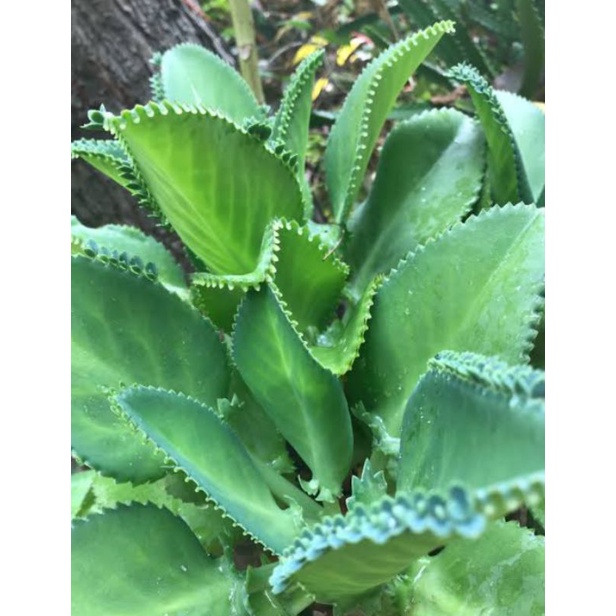 Mother of Thousands/Bryophyllum Pinnata /Bryophyllum Calycinum Plant