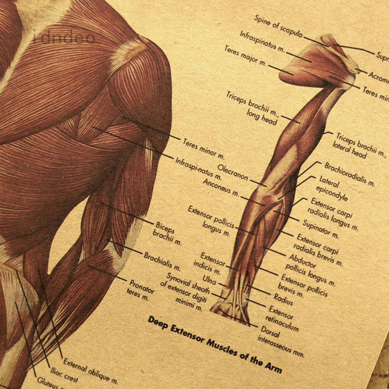 Arm Muscles Map / The muscles of the upper arm are ...