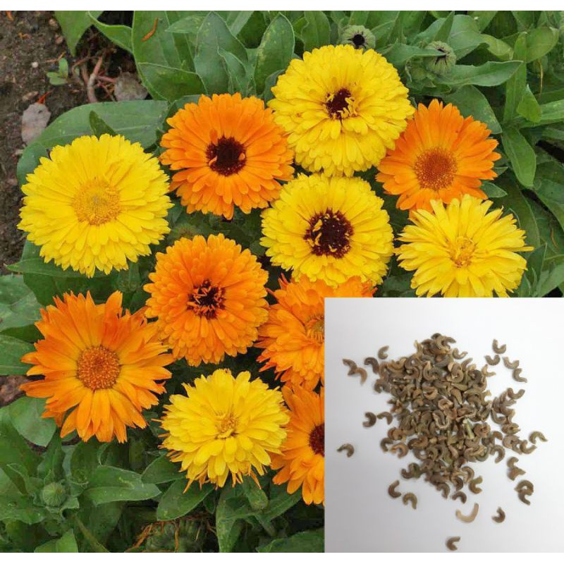 Calendula Flowers Zen Gold And Pacific Beauty Varieties Seeds Only Shopee Philippines