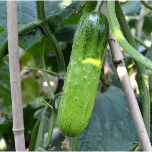 Crispy Cucumber Pipino Vegetable Seeds ( 50 seeds ) - Basic Farm House ...