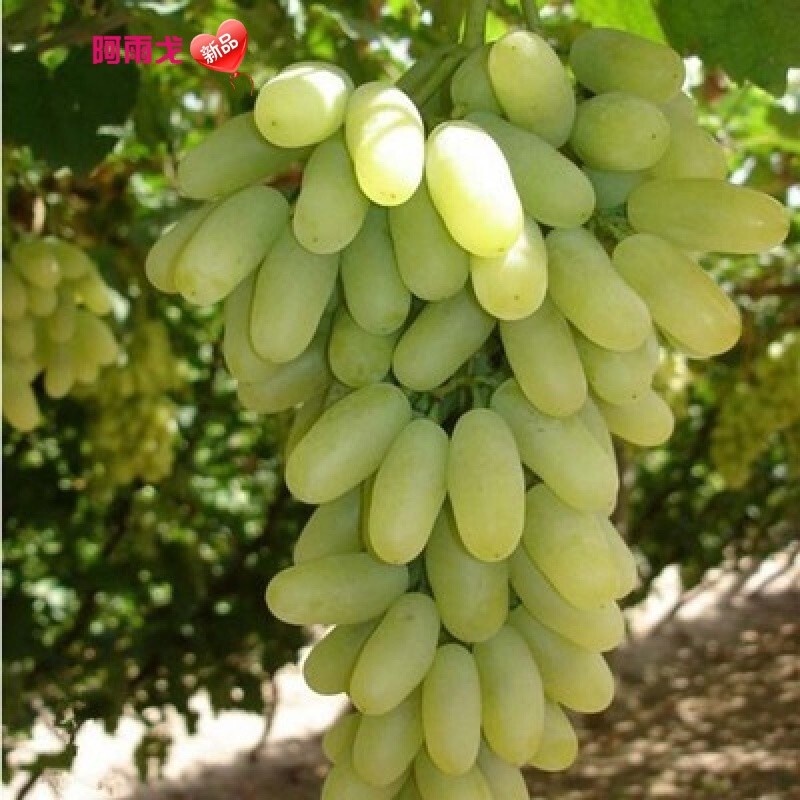 American Sweet Sapphire Grape Seedlings Seedless Grape Sapling Balcony