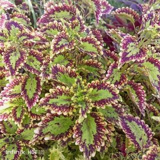 Solar Flare Mayana Coleus Blumei | Shopee Philippines