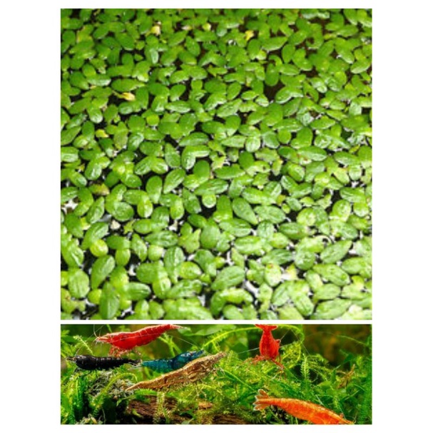 duckweed floating plant / hipon for aquarium