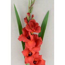 semillas de flores de gladiolos |  Shopee Filipinas