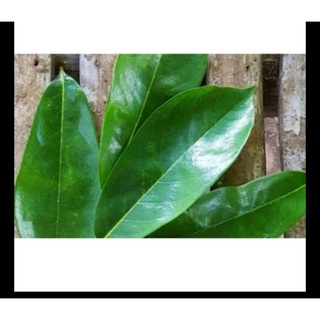 Dahon Ng Guyabano Guyabano Leaves Shopee Philippines