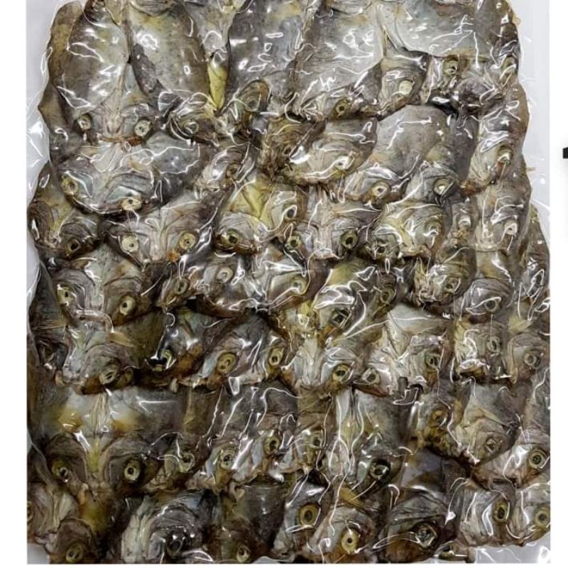 Dried Unsalted Dangit fish fresh from Bantayan Island Cebu in 100 grams Shopee Philippines