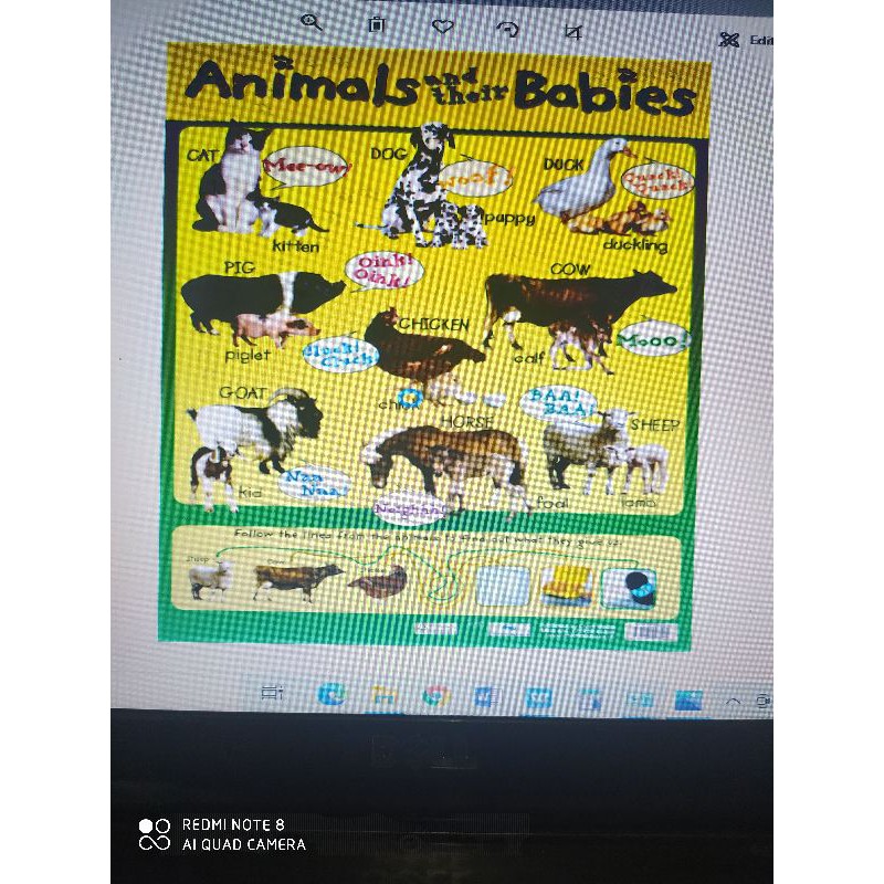 Laminated Animals And Their Young Chart | Shopee Philippines