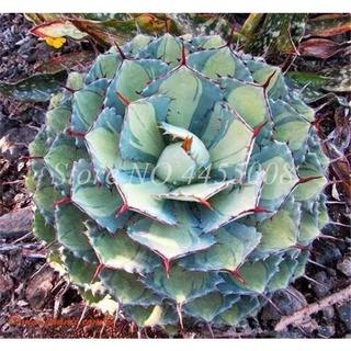 200 Pcs Seeds Mixed Aloe Cacti Agave Bonsai Rare Succulent Plants Agave-Americana Potted Agave Plant #7