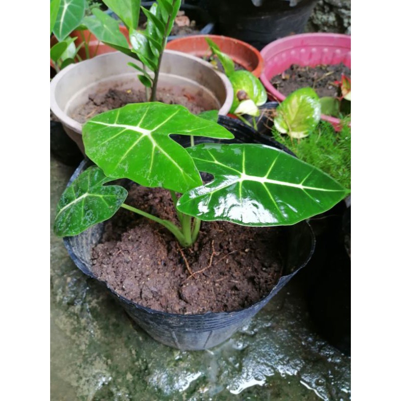 Alocasia Frydek Indoor Outdoor Plant Shopee Philippines