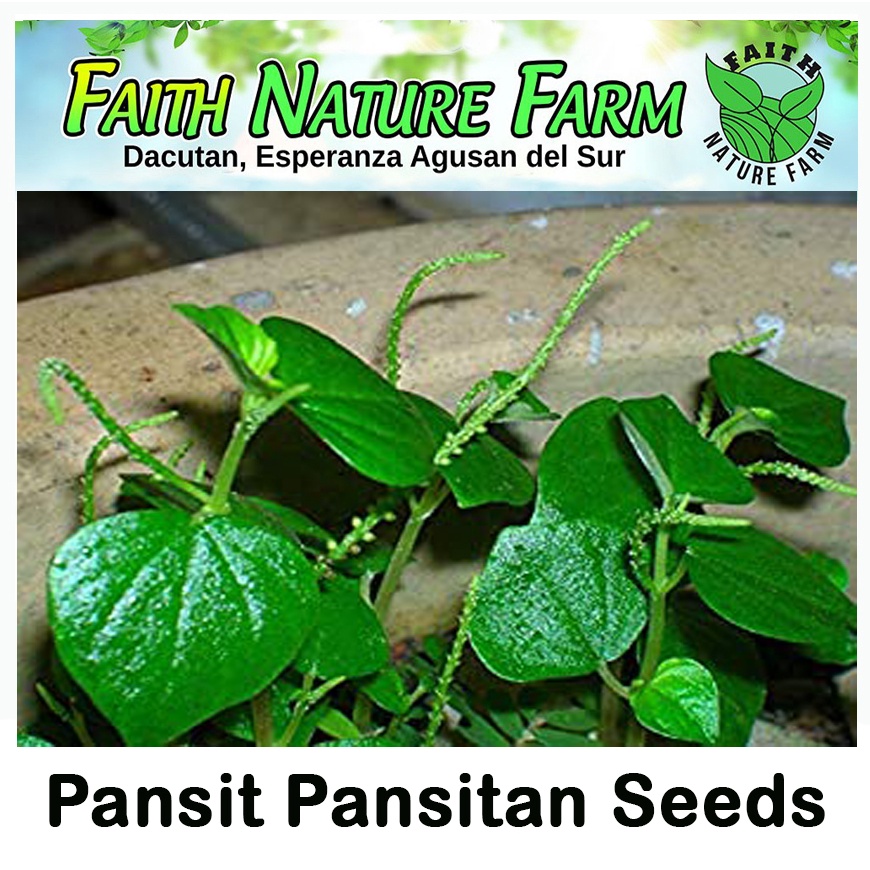 Pansit Pansitan Plant Seeds ( approximately 50 seeds ) | Shopee Philippines