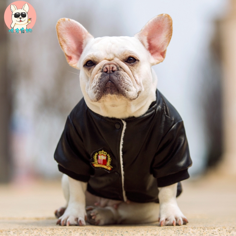 cat in a leather jacket