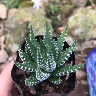 succulents - Prices and Online Deals - May 2020 | Shopee Philippines