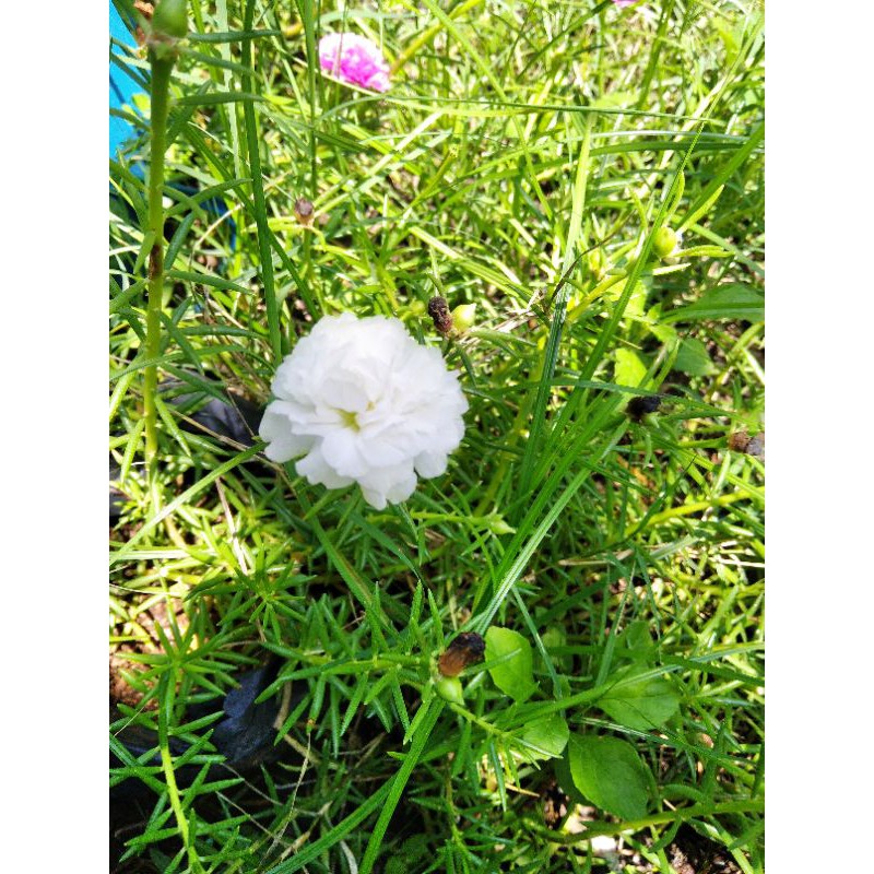 Vietnam Rose Portulaca White Shopee Philippines