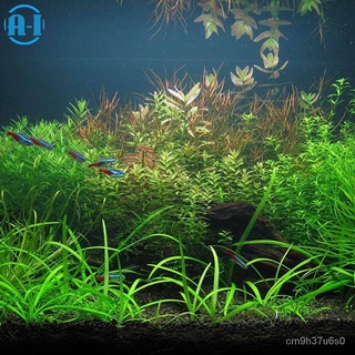 A-I 1000pcs Bulk Aquarium Grass Mixed Seeds Water Aquatic Home Fish Tank Plant Decor木瓜/文胸/香菜/头饰/生菜/玫