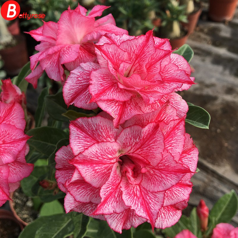 2pcs Desert Rose (Adenium obesum) Seeds