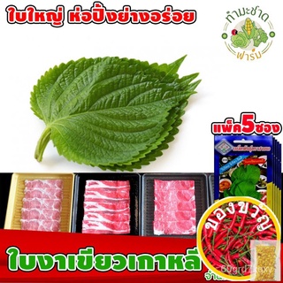 Plump Seeds 1 Send Kerry Pack Of 5 Sachets ... 3A About 500 Korean Green Sesame Leaves/Three A Brand Vegetable Me #4