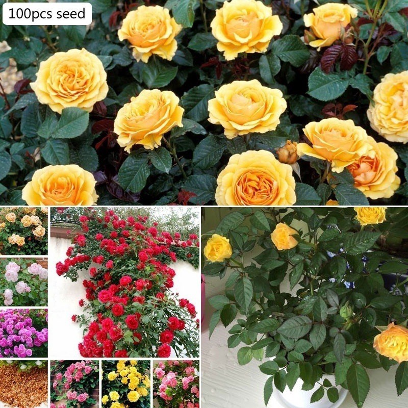 100 Pcs Climbing Rose Outdoor Potted Bonsai Plants Rose seeds Rosa Perennial Flo
