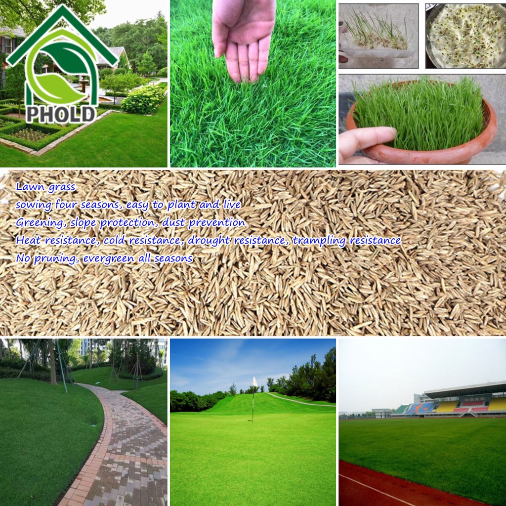 Lawn Seeds for Planting Green Grass Seeds (100 Seeds) Bermuda Turf Seeds Carabao Grass Seeds