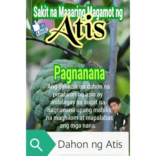 Black And White Dahon Ng Atis - aromat dahon