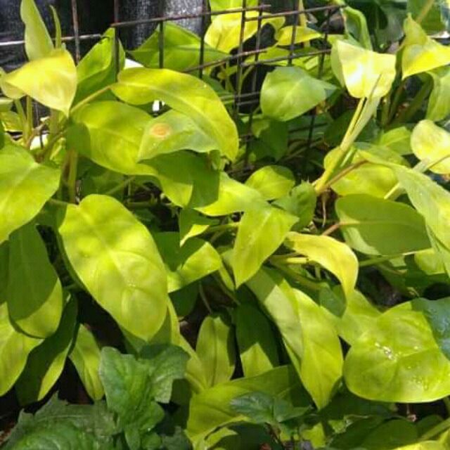 Philodendron Lemon Lime Shopee Philippines