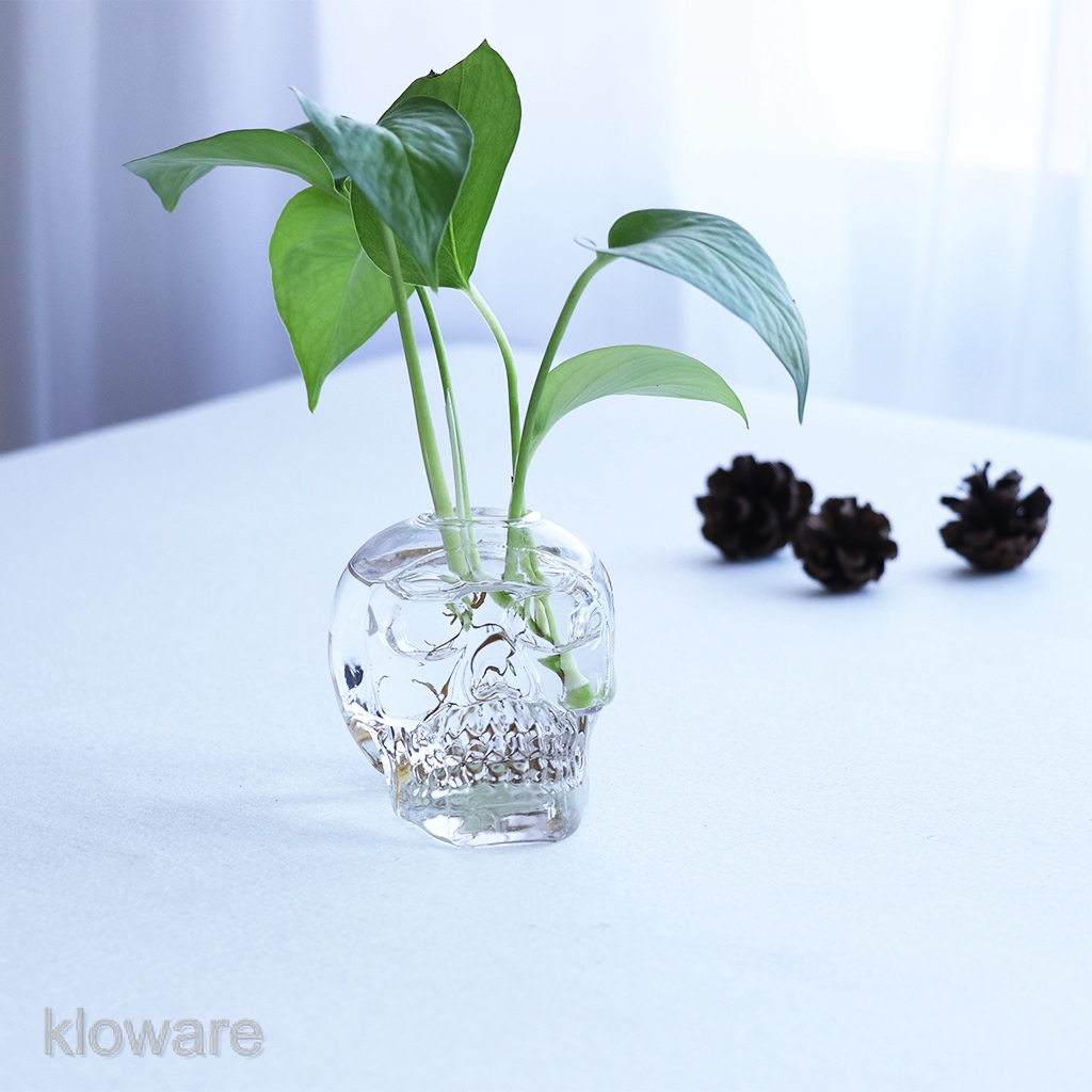 Glass Skull Design Hydroponic Planters Pot Flowervase 4''H-USA Seller 